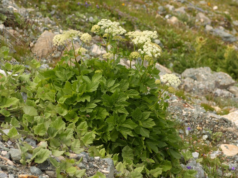 Imperatoria ostruthium / Imperatoria vera